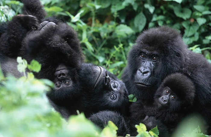 Mountain gorilla family resting in Volcanoes National Park's misty bamboo forest