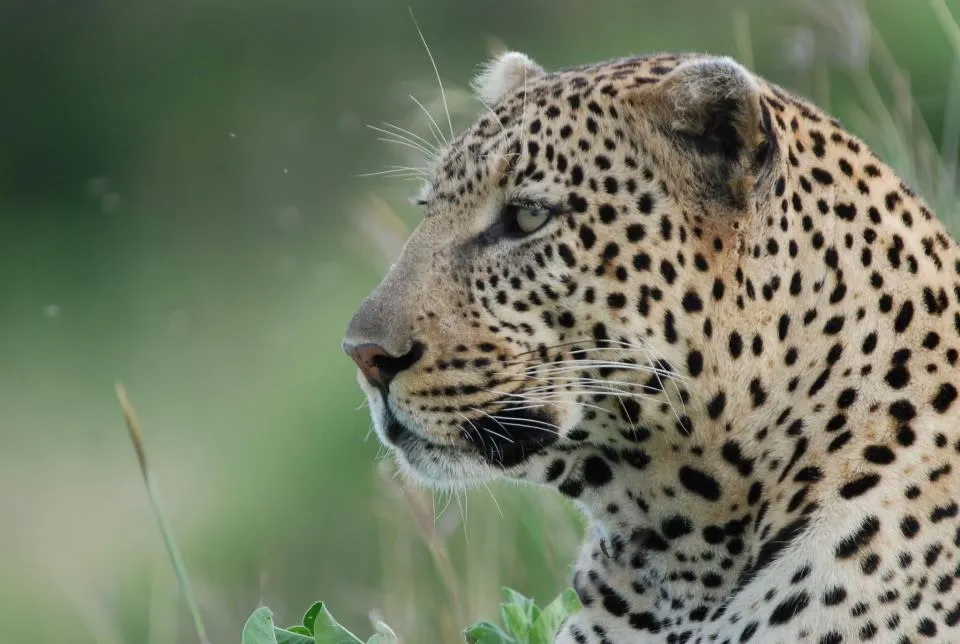 Safari in Mikumi National Park
