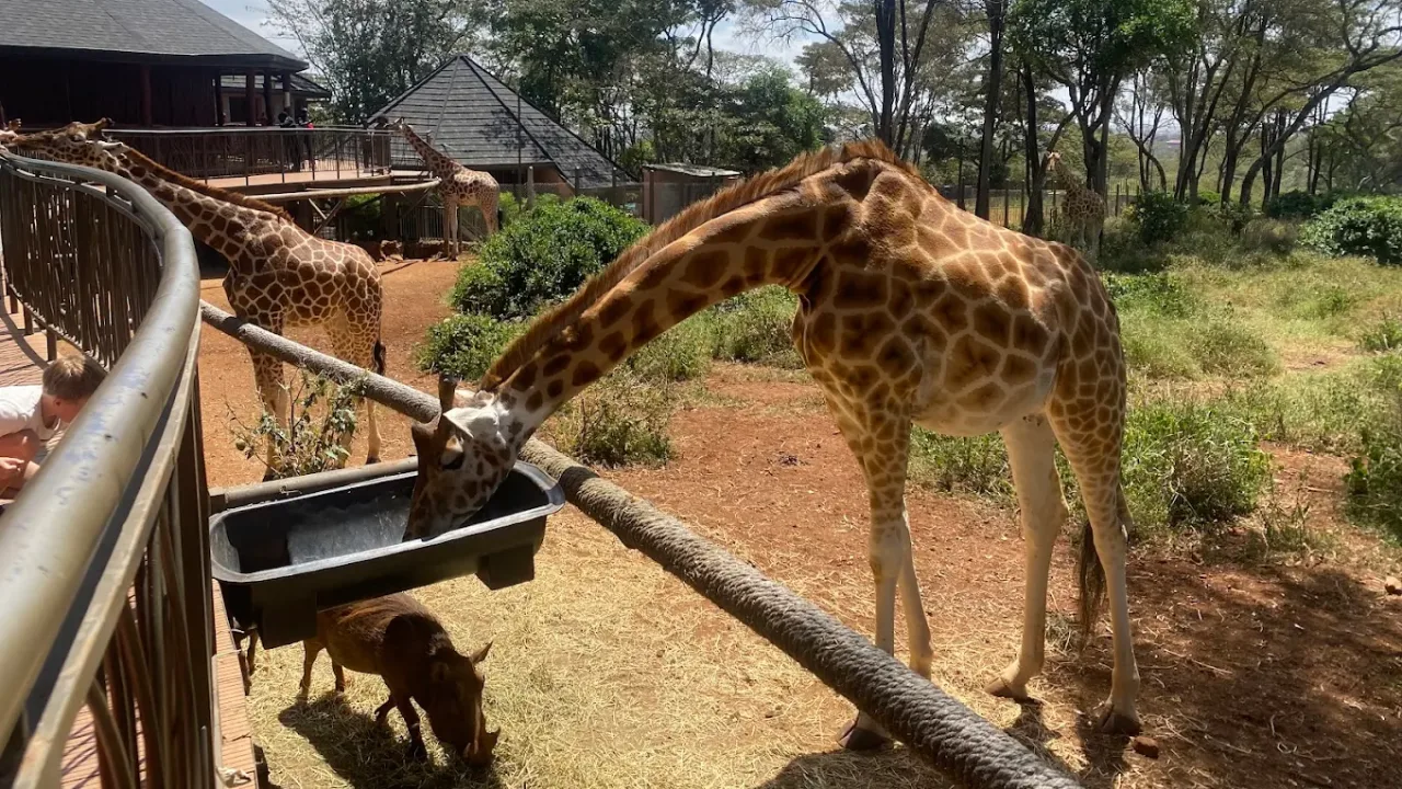 Day Tour To Giraffe and Elephants Orphanage