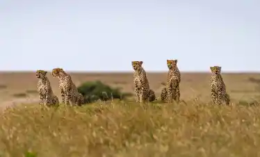 3 Days Masai Mara Safari