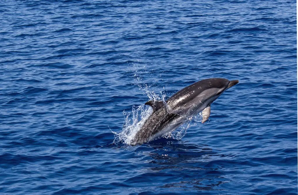 Wasini Dolphin Tour