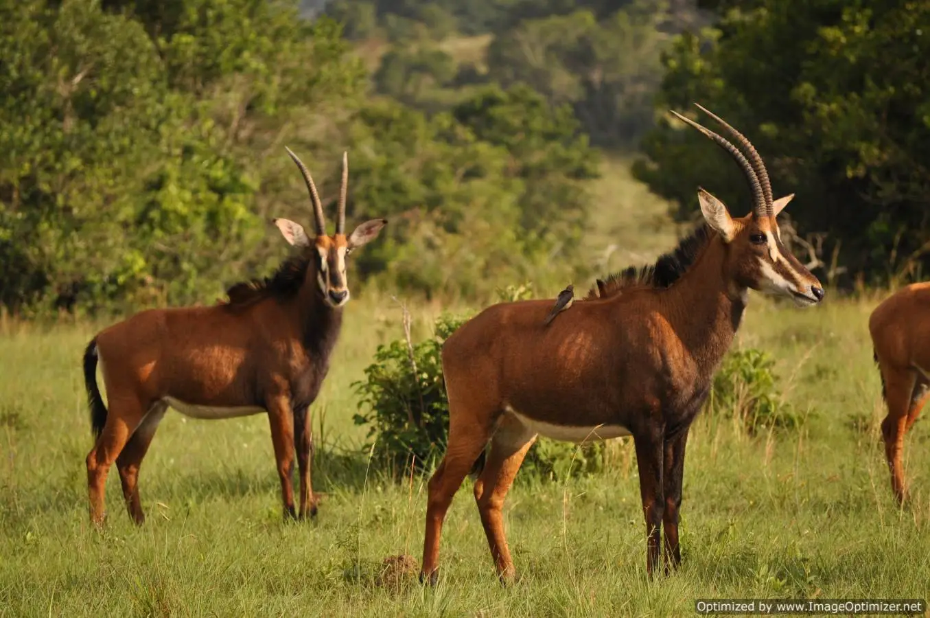 8 Days 7 Nights in Mombasa and Diani