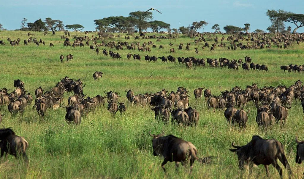 Luxury 4-Day Mara River Safari