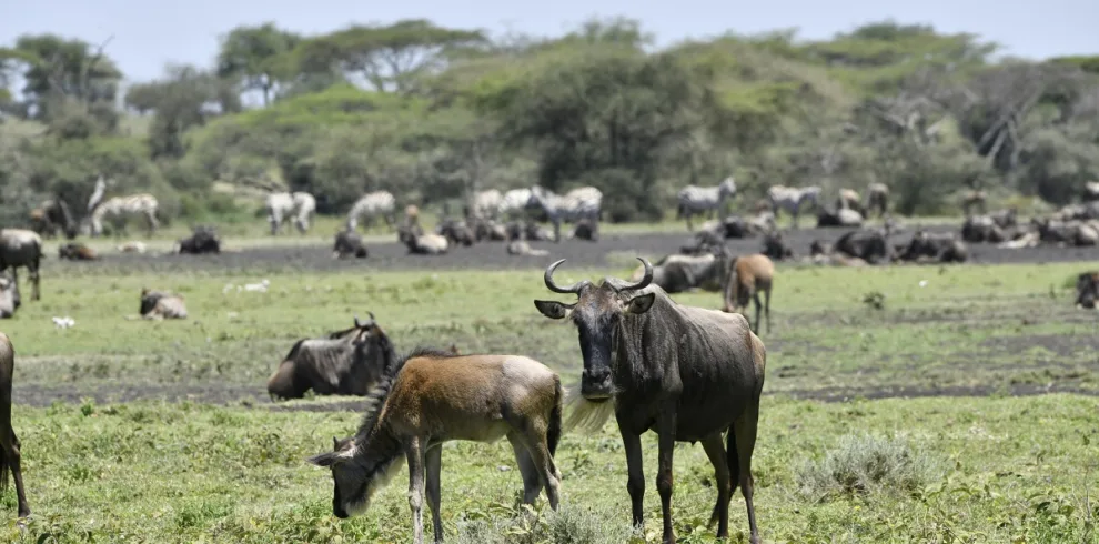4-Day Ndutu Calving Season Safari Tanzania