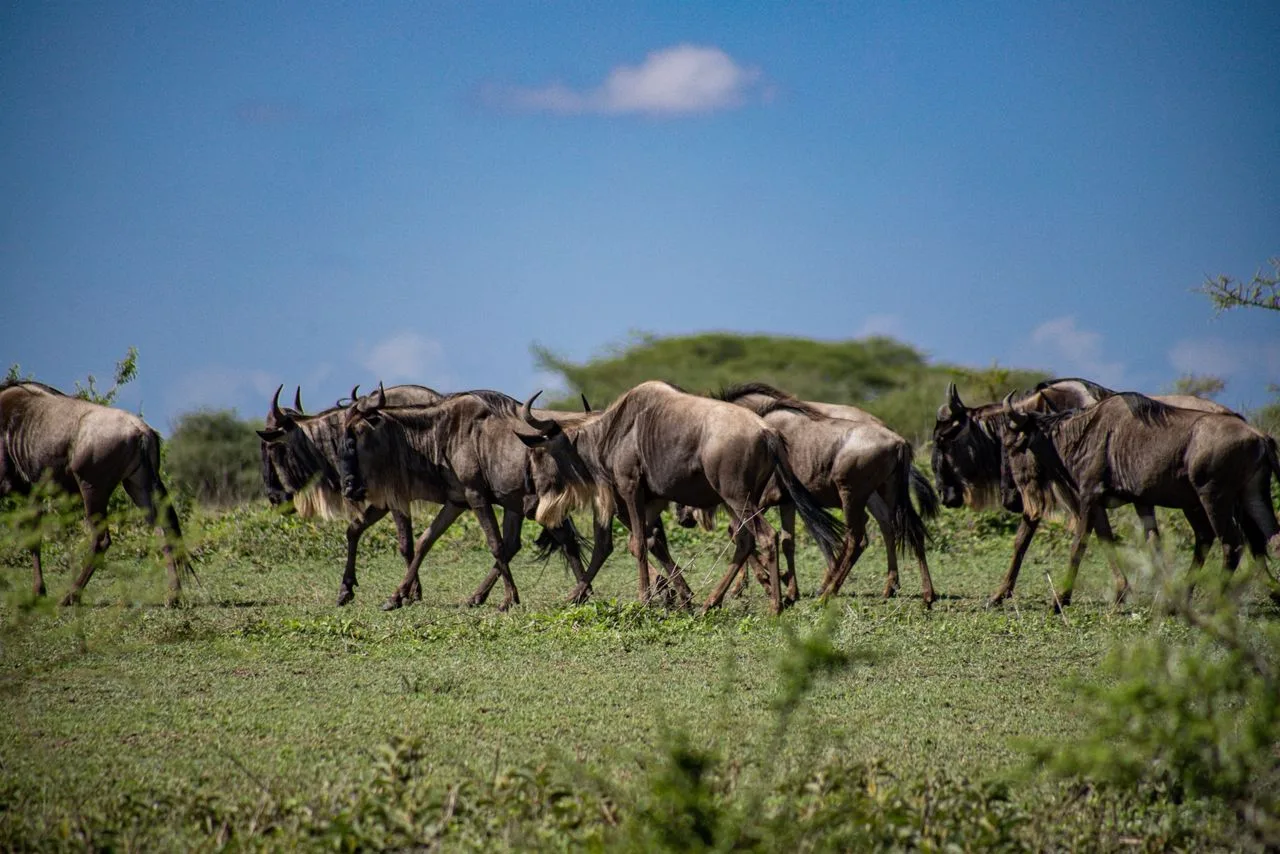 4 Days into the Great Migration Safari – Fly-In Serengeti Adventure
