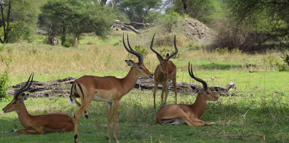 7-Day Best Budget Safari in Tanzania