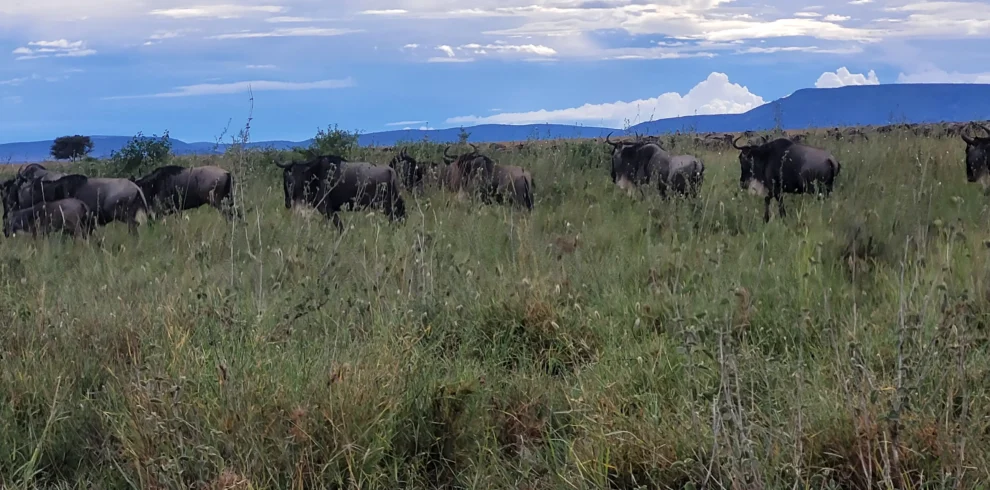 7-Day Great Migration Safari in Tanzania – Witness the Mara River Crossings (July to October)