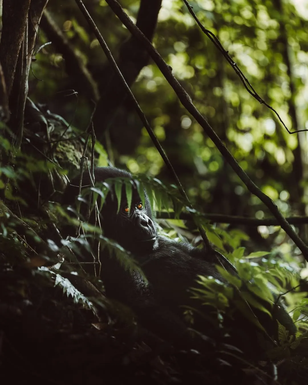 3-Day Rwanda Gorilla Trekking Safari