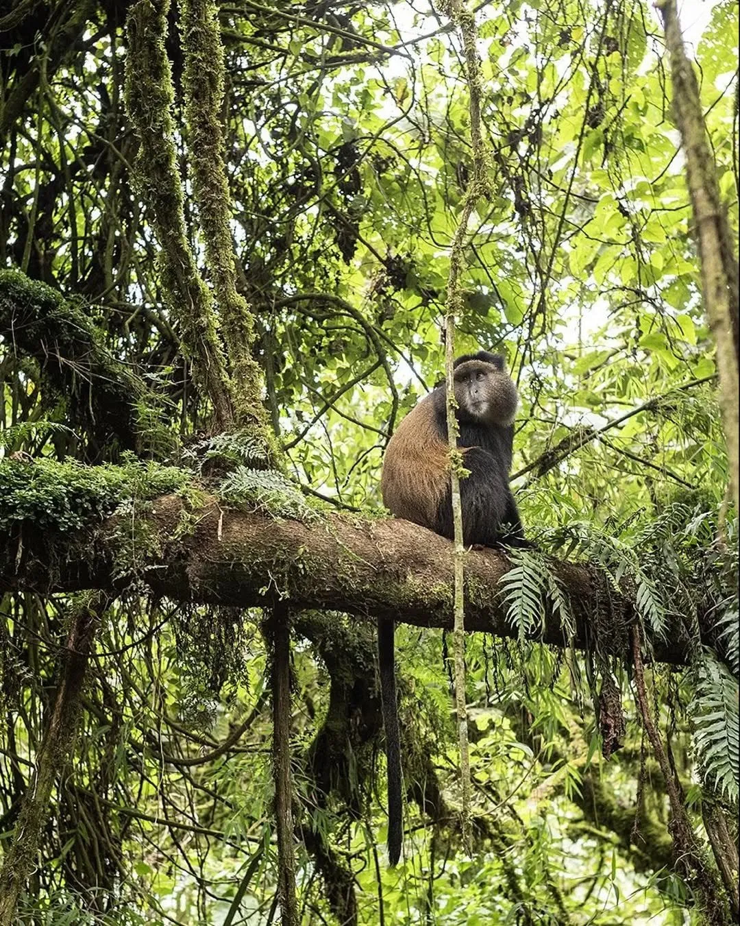 3-Day Gorilla Tracking & Golden Monkey Safari