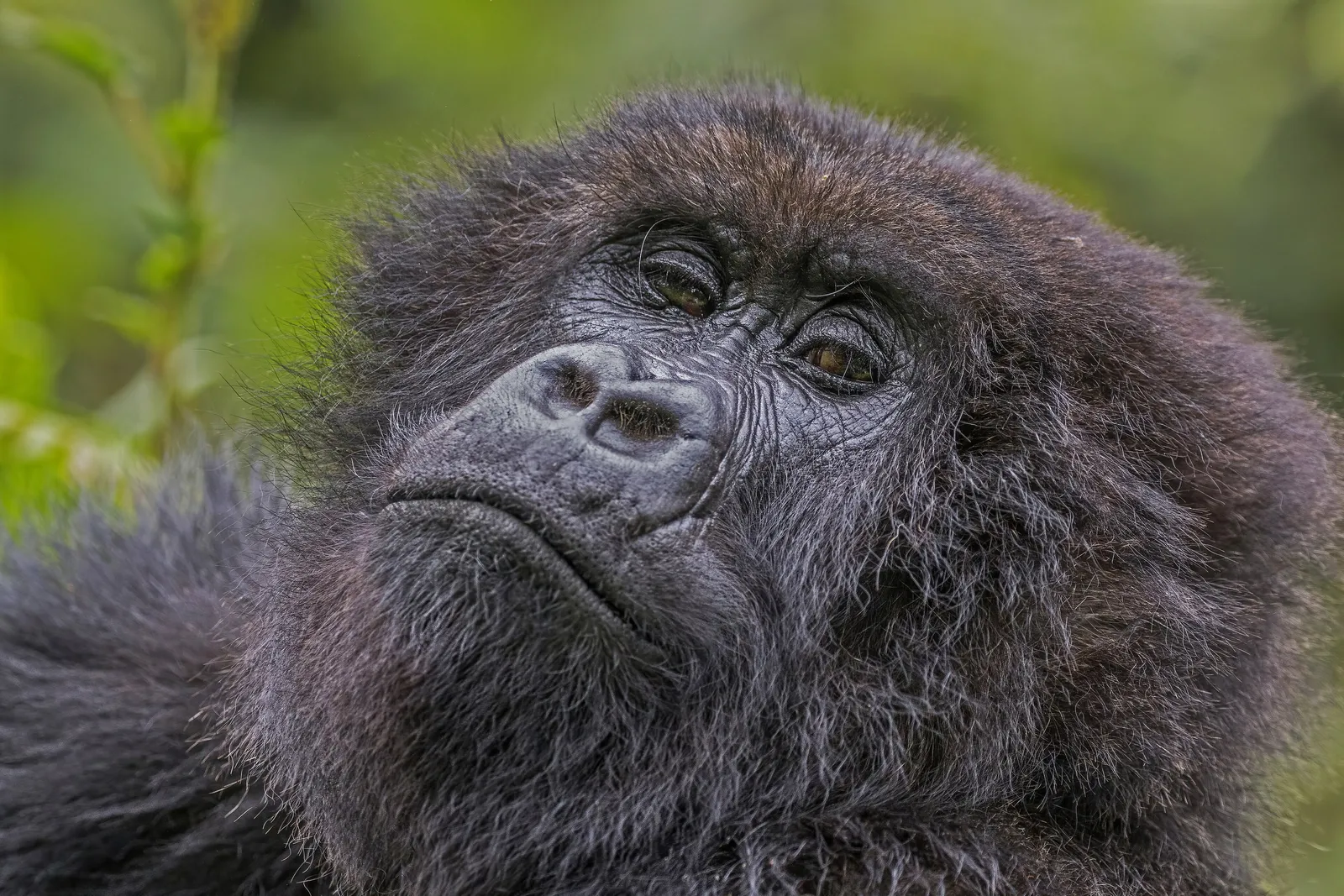 Mountain Gorilla Expedition: 3-Day Wildlife Encounter