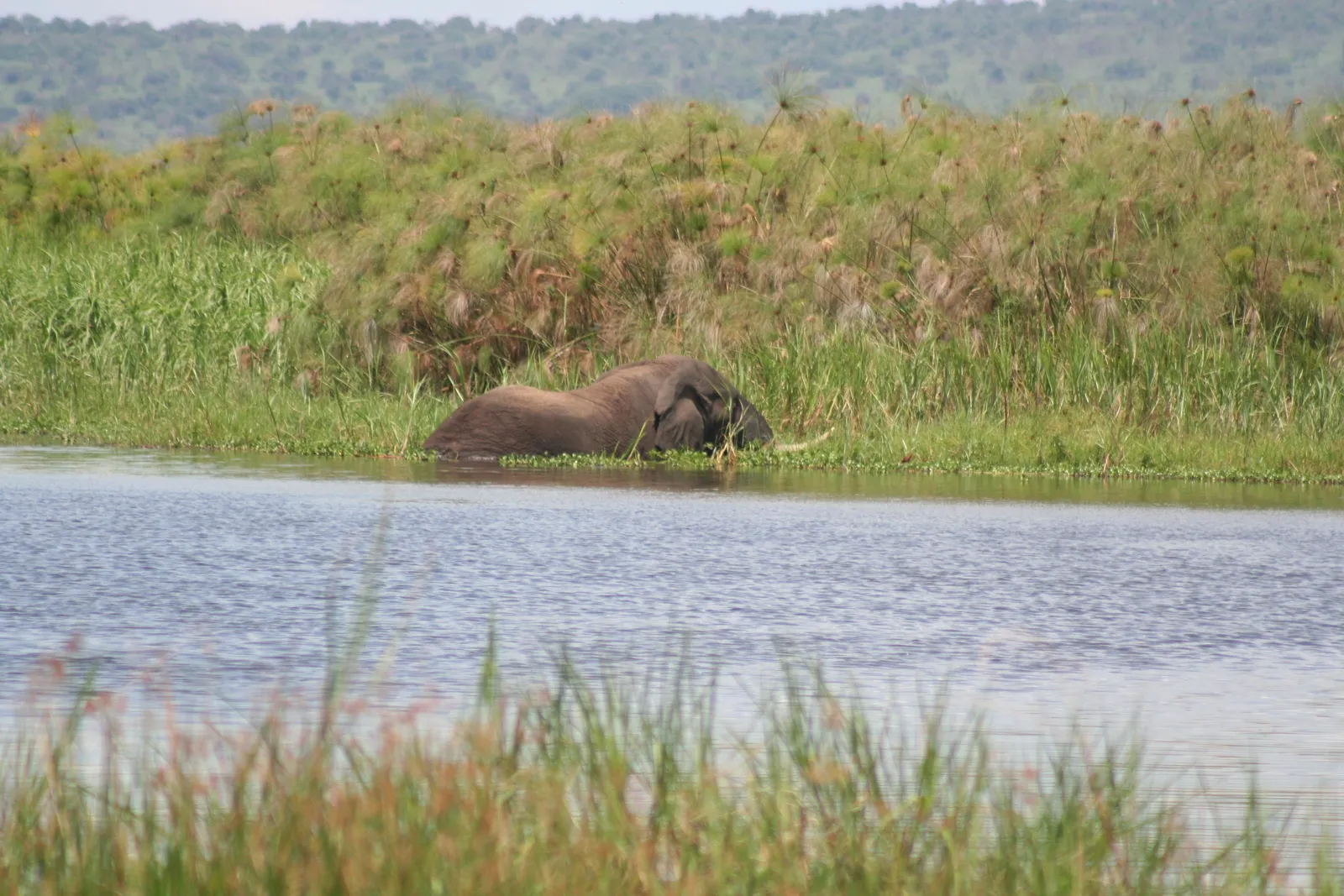 Akagera Wildlife Extravaganza: 4-Day Flora & Fauna Exploration