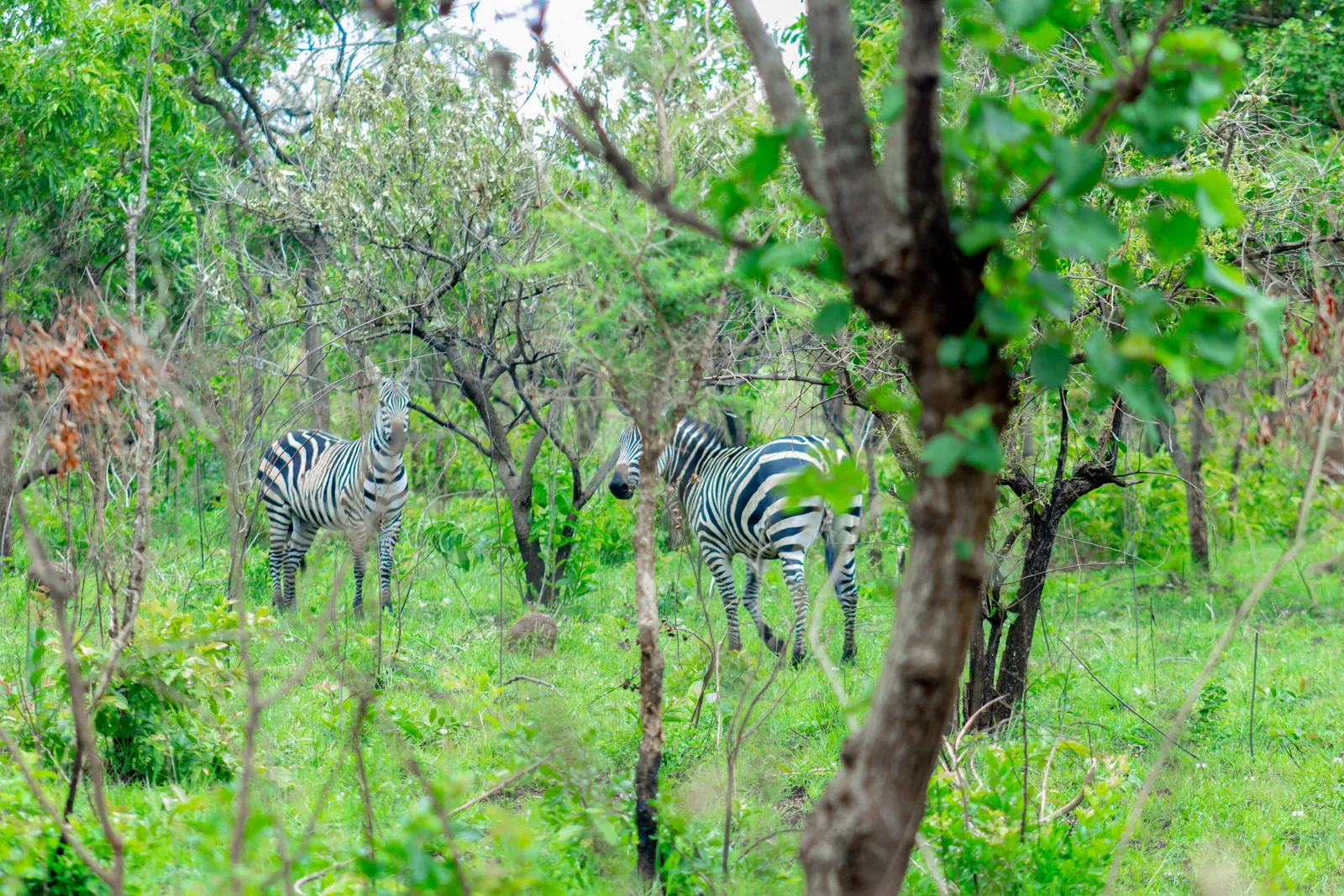 Rwanda's Eastern Escapade: 3-Day Akagera Safari & Kigali City Tour