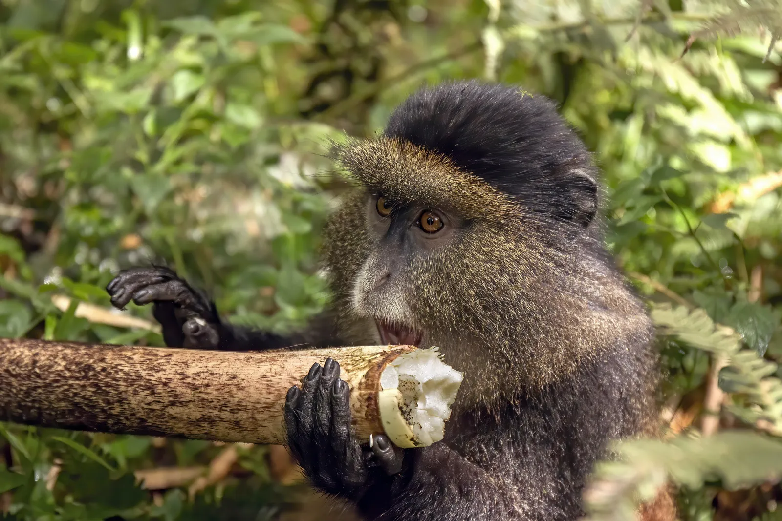 Unparalleled Gorilla Adventure: 5-Day Gorilla Tracking Expedition