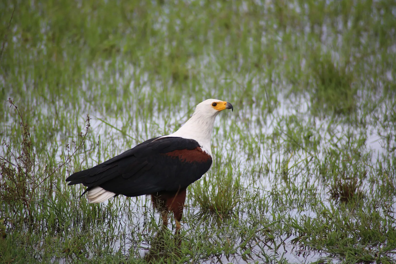 Akagera Birding Odyssey: 4-Day Avian Exploration
