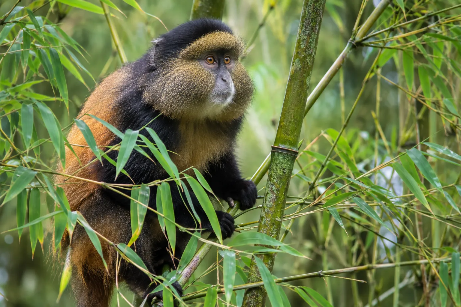 1-Day Golden Monkey Trekking in Volcanoes NP