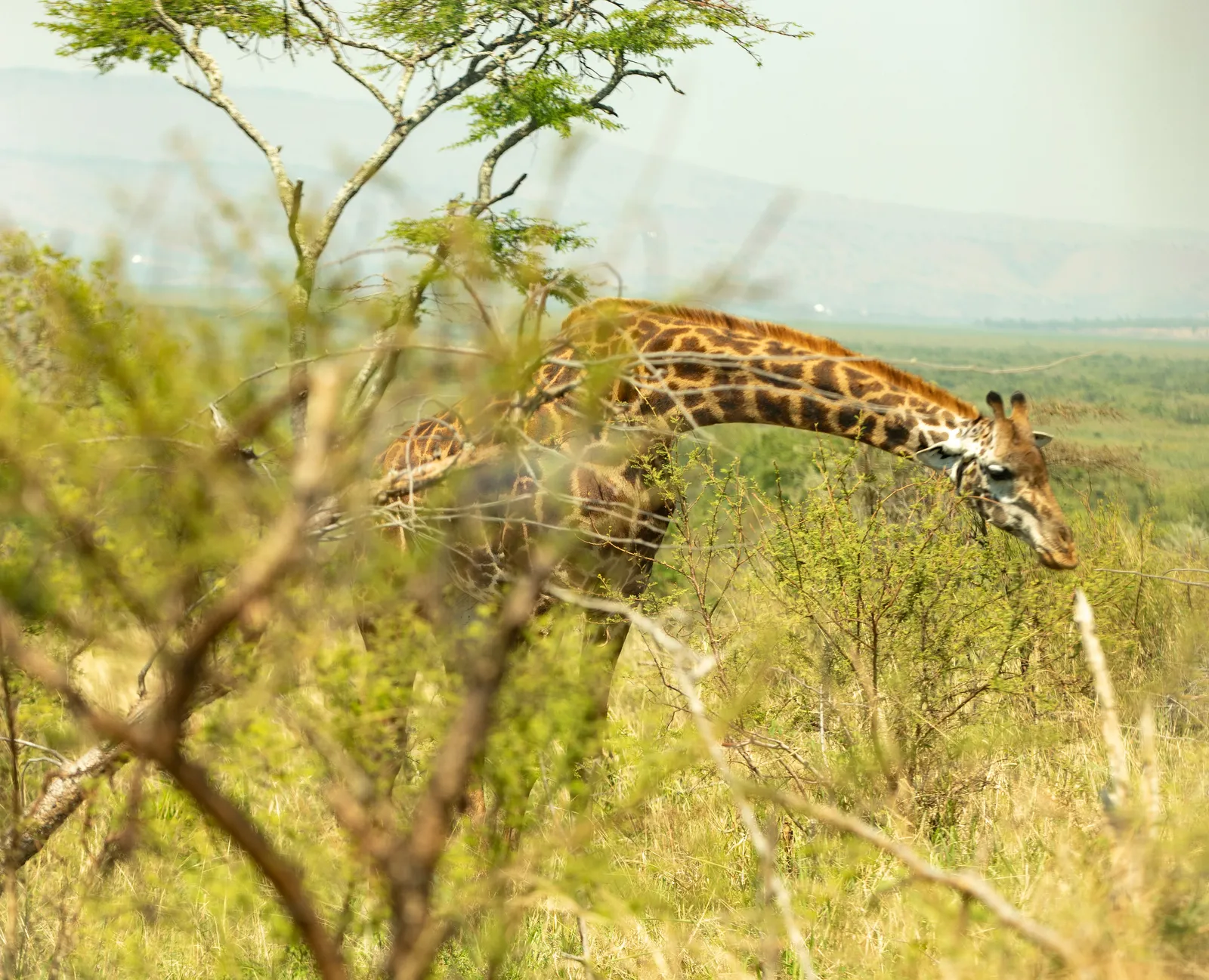 1-Day Akagera Wildlife Safari Experience