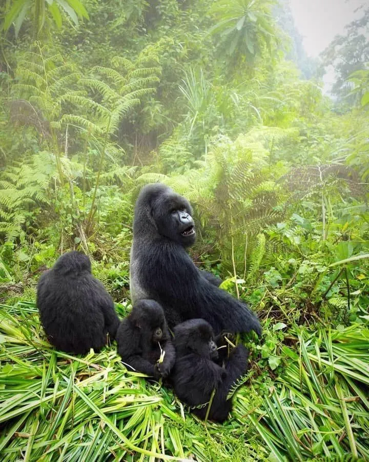 1 Day Gorilla Trekking Experience