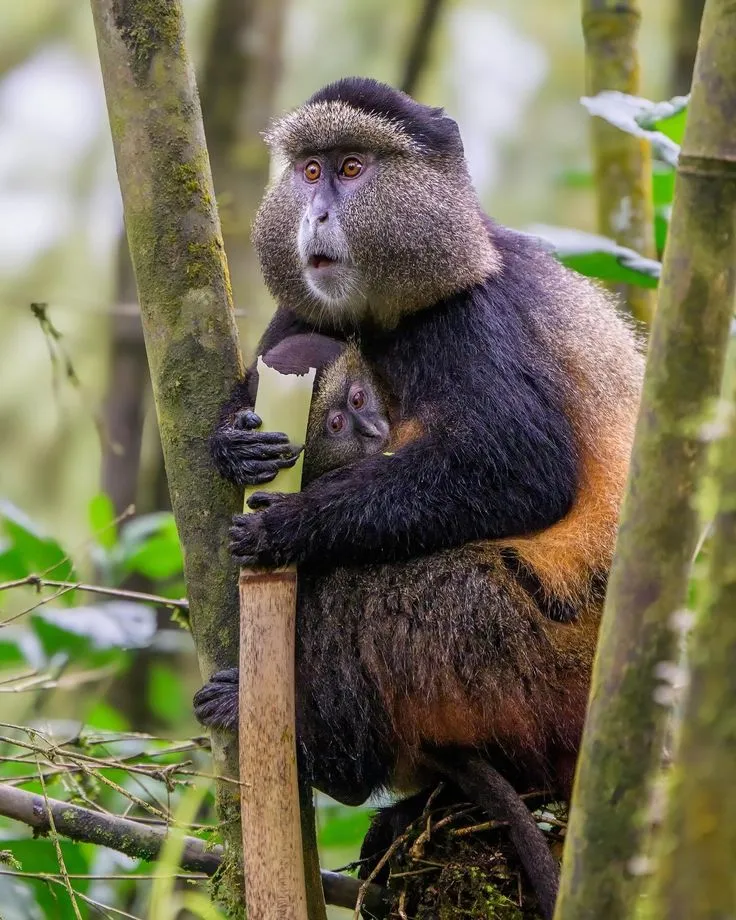 3 Days Rwanda Safari Experience