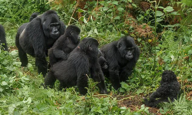 10 Days Rwanda & Uganda Adventure