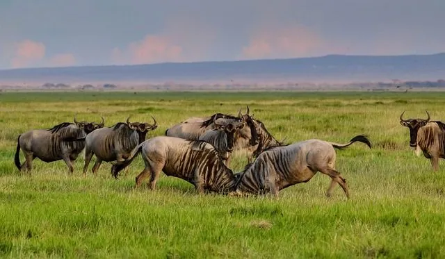 5-Day Masai Mara & Amboseli Safari | Big Five Adventure