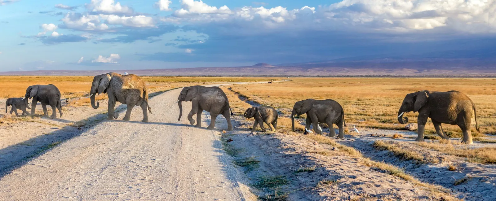2-Day Amboseli Safari | Elephants & Kilimanjaro Views