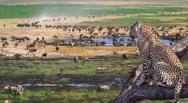5-Day Tanzania Wildlife Safari | Serengeti & Ngorongoro