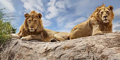 10-Day Climbing Kilimanjaro Machame Route & 2-Day Safari