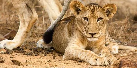 1-Day Arusha National Park- Mountain Majesty