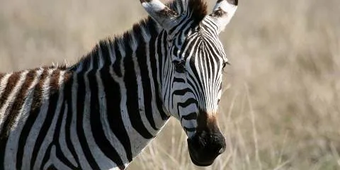 6-Day Luxury Migration Safari & River Crossing Adventure