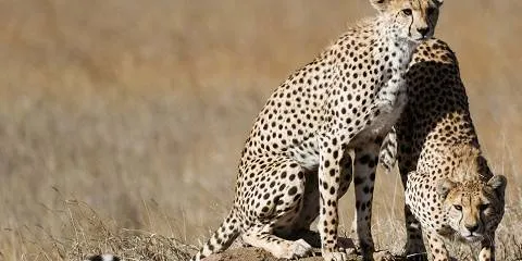 7-Day Great Migration Safari & River Crossing Adventure