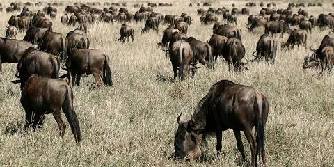13-Day Mkomazi, Lake Natron to Serengeti Great Migration
