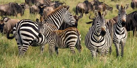 7-Day Calving Seasons Serengeti Migration Safari