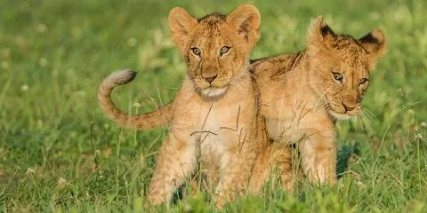 4-Day Group Joining Camping Safari