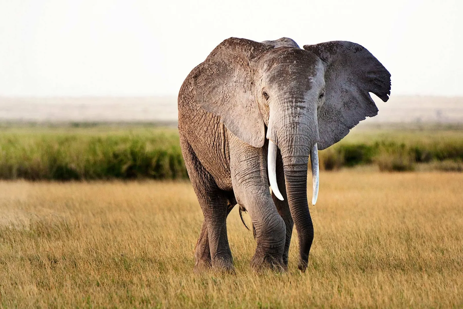 3-Day Fly-in Safari Zanzibar to Serengeti & Ngorongoro