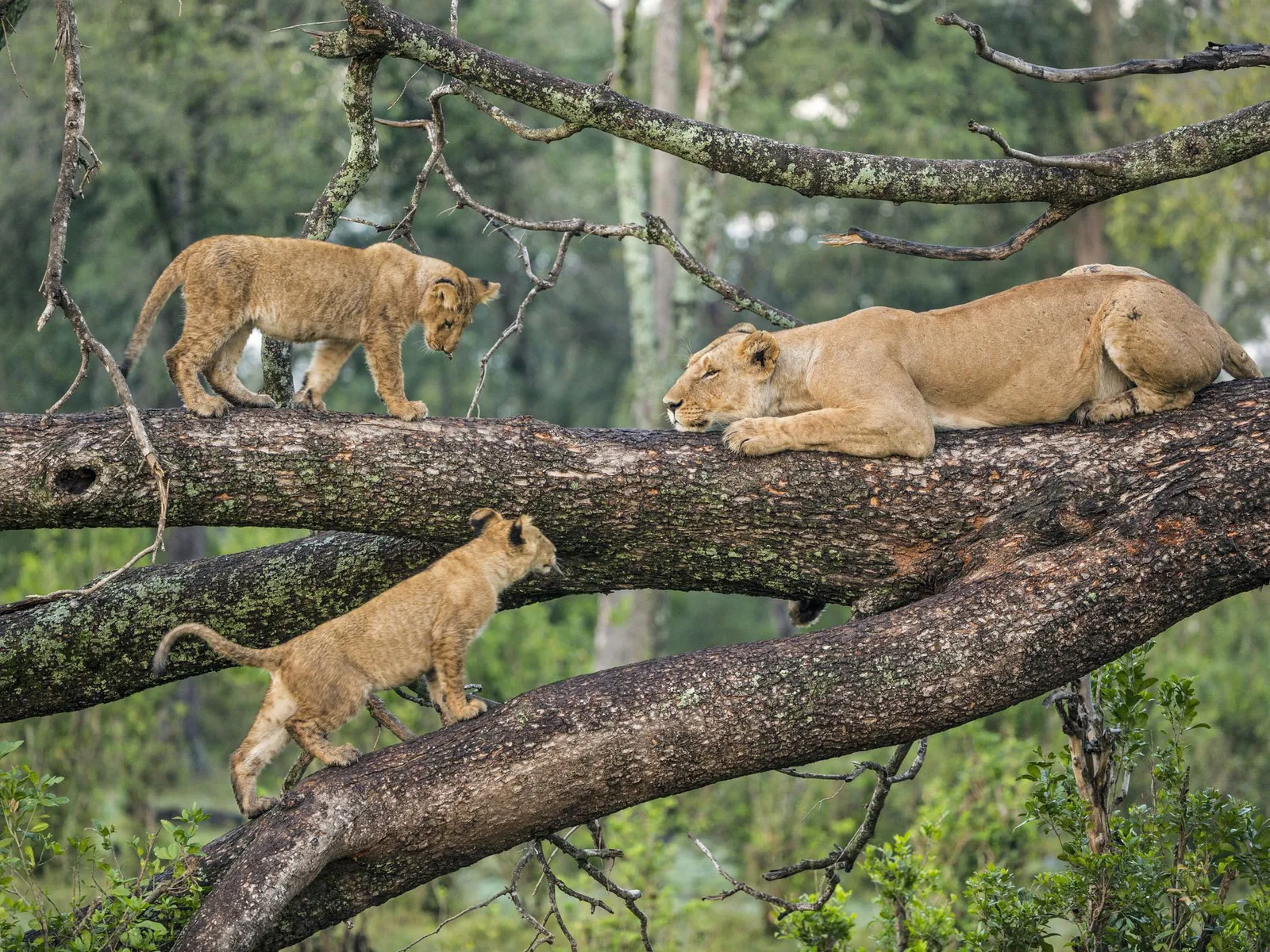 14-Day Gospel and Safari Experience in Tanzania