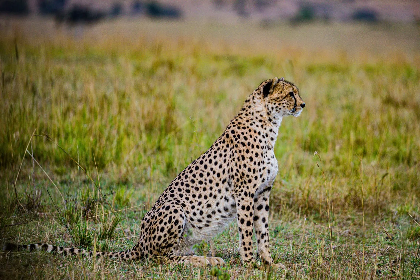 11-Day Bush & Beach Safari Getaway Budget Private Tour
