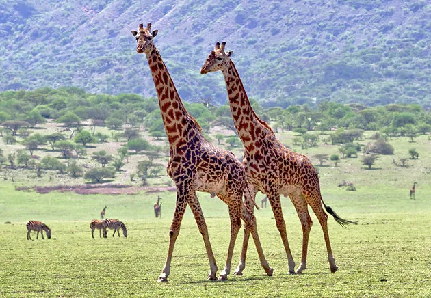 3-Day Comfort Big Game Wildlife Kid-Friendly Experiences