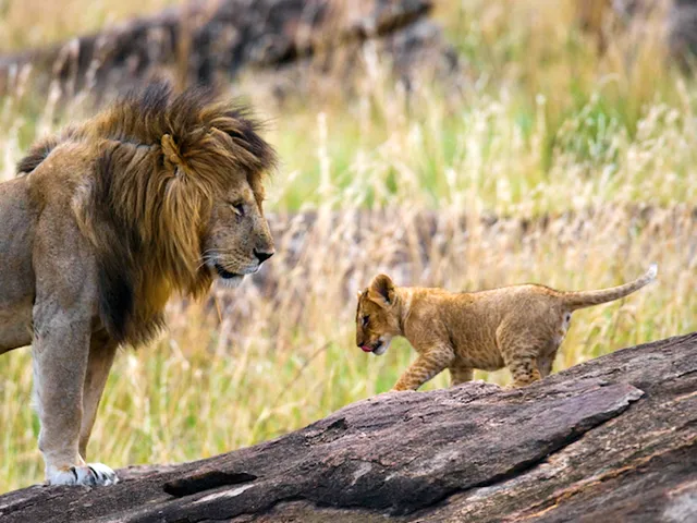 8-Day Mid-Range Serengeti Great Migration Adventure