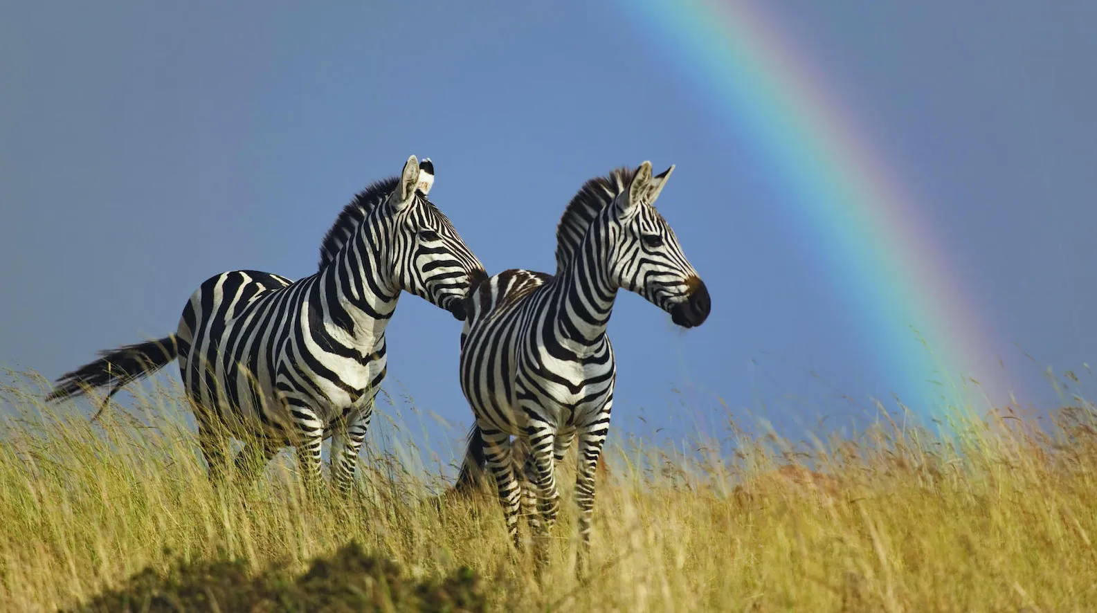 6-Day Migration & Big Five Safari Ndutu to Tarangire