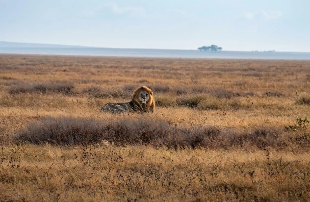 7 Days Tanzania Mid-Range Safari