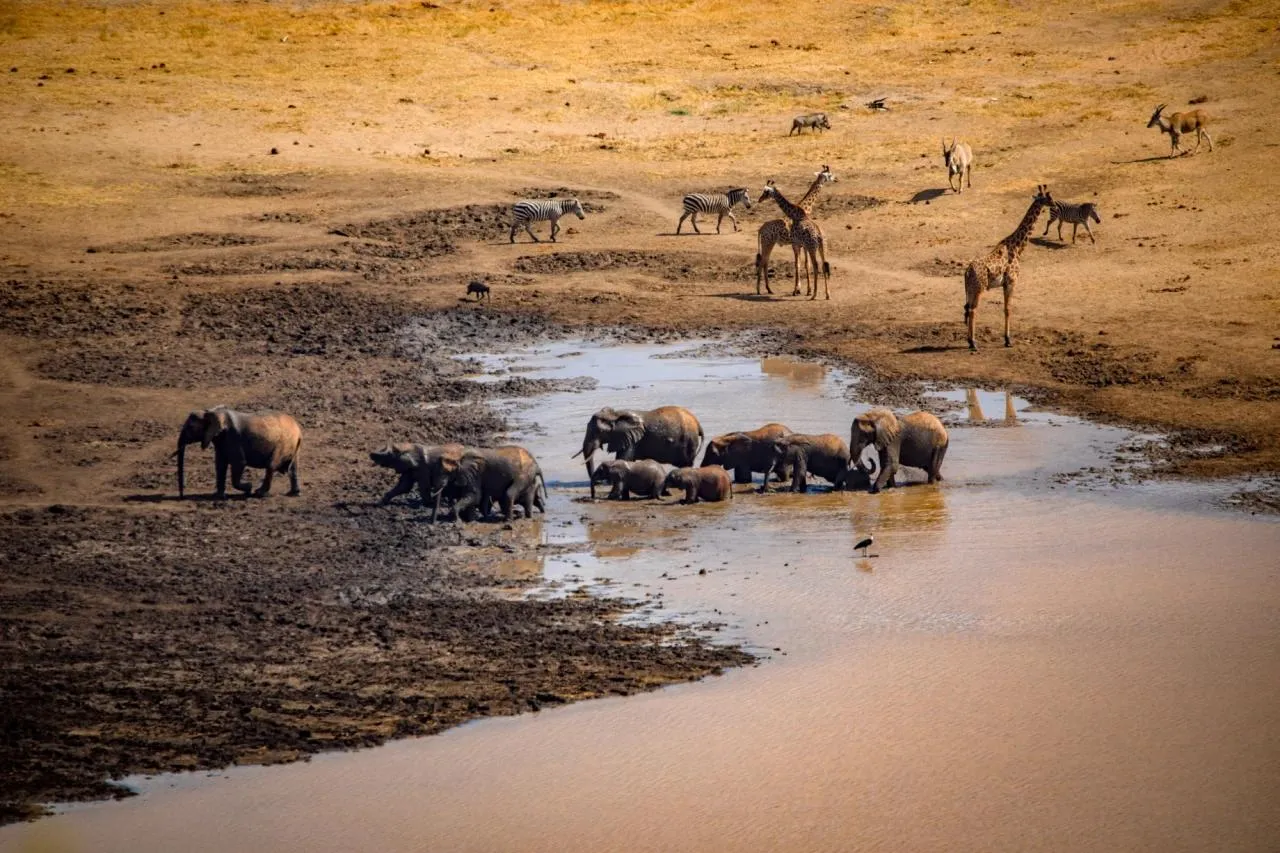 Mkomazi National Park Day Trip