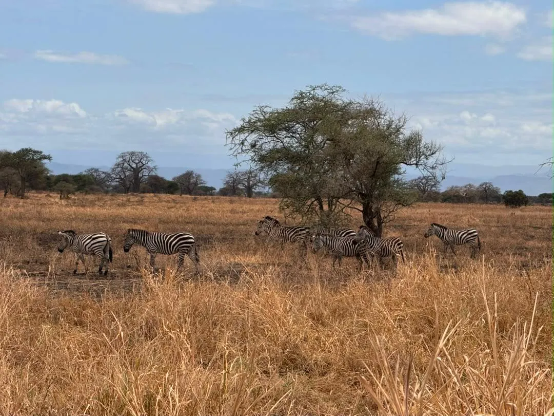 6 Days Tanzania Mid-Range Safari