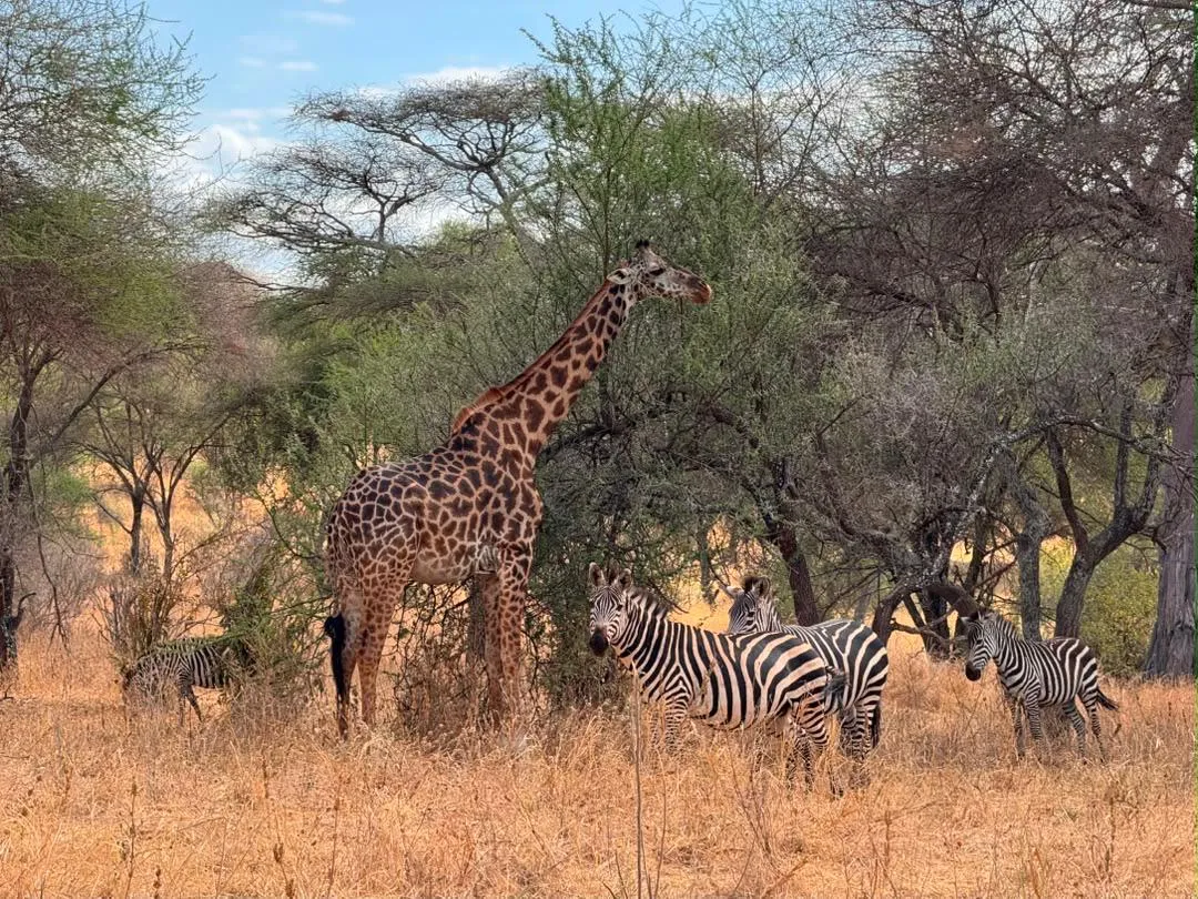 5 Days Tanzania Mid-Range Safari