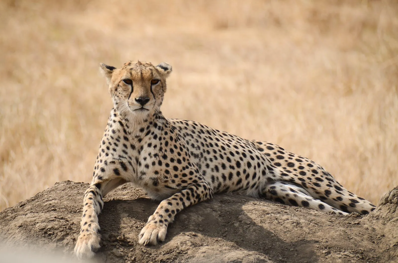 5 Days Tanzania Mid-Range Safari