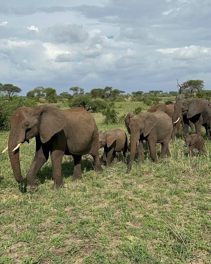 4 Days Tanzania Mid-Range Safari
