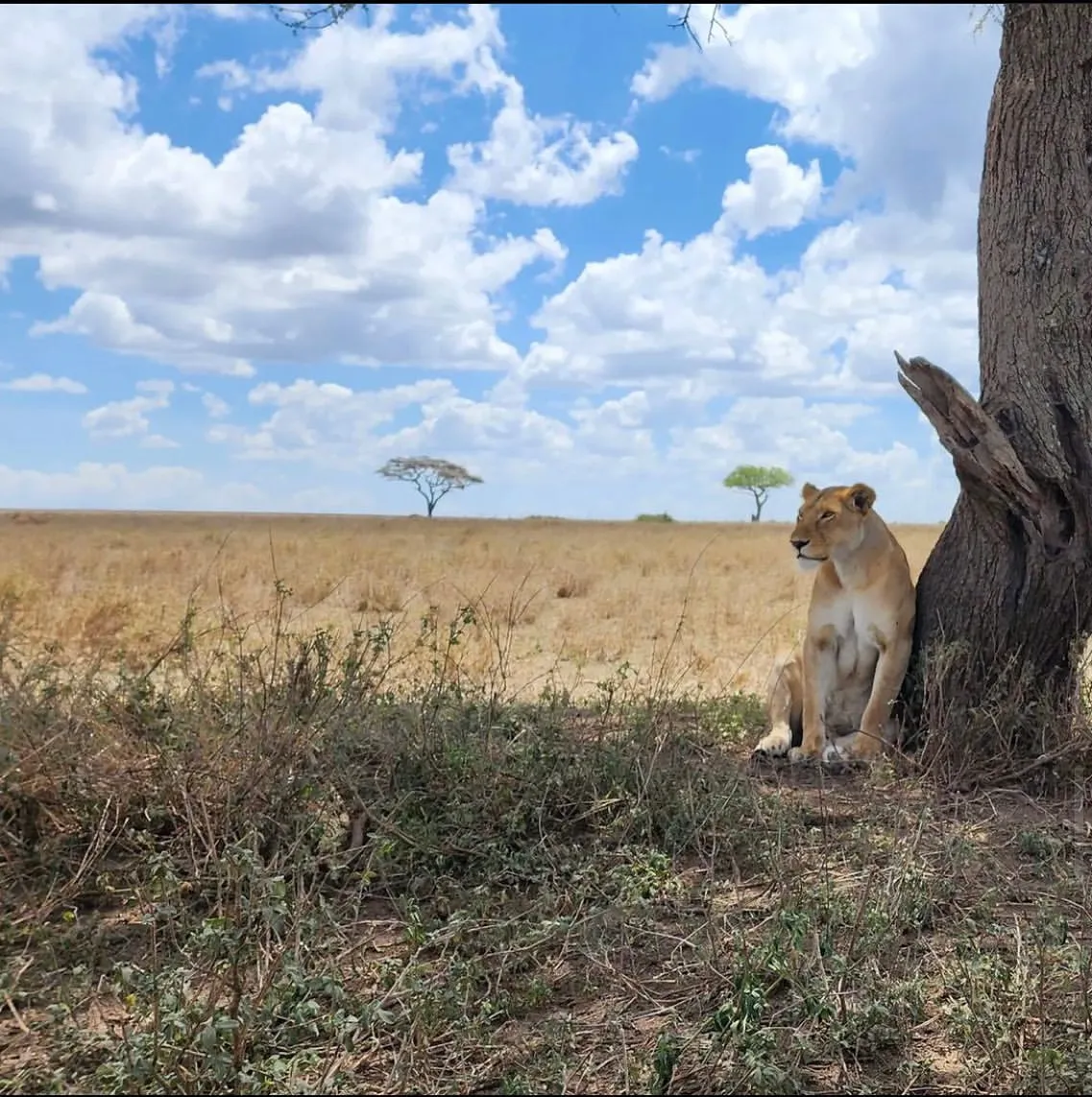 3 Days Serengeti Mid-Range Safari