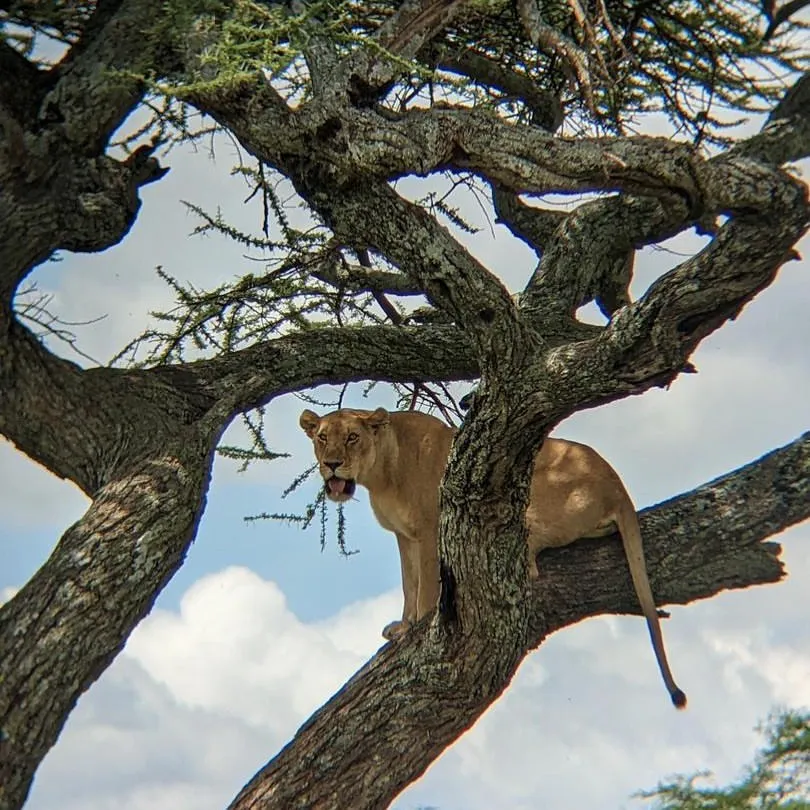 3 Days Tanzania Mid-Range Safari