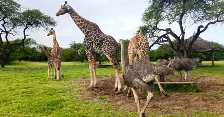 Nguuni Sanctuary and Bamburi Beach Day