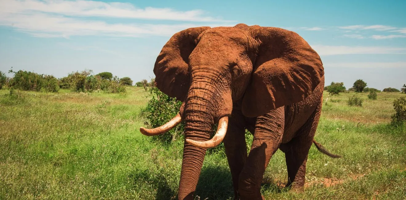 8 Days Kenya Safari: Amboseli, Tsavo West, Taita Hills & Tsavo East