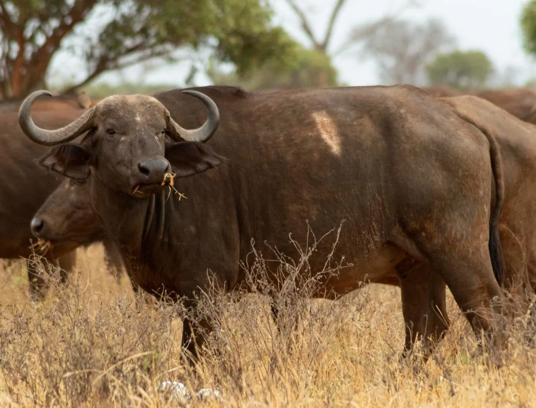 5 Days Kenya Safari: Tsavo East, Amboseli, Tsavo West & Taita Hills